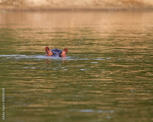 Hippopotamus Swimming