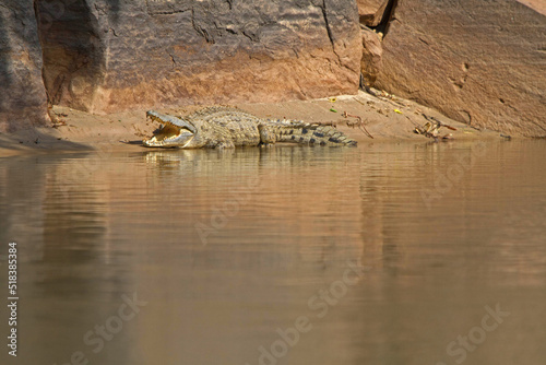 Crocodile on the River Bank in Tanzania