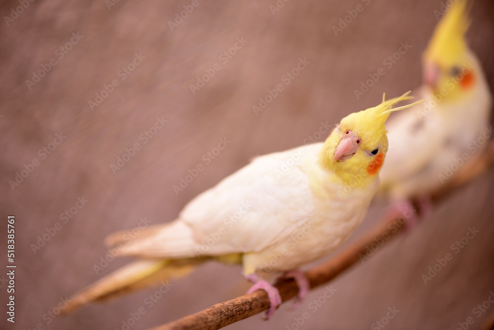 small wild bird cockatiel with yellow feathers on the head, macro photography with blur small wild bird cockatiel with yellow feathers on the head, macro photography with blur