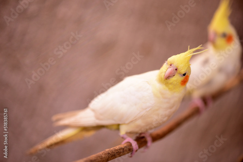 small wild bird cockatiel with yellow feathers on the head, macro photography with blur