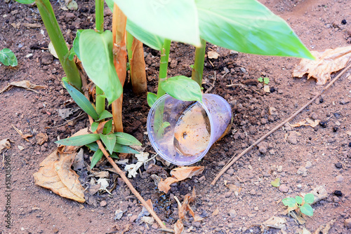 abandoned plastic packaging with stagnant dirty water inside. close view. mosquitoes in potential breeding sites. disease transmissionproliferation of aedes aegypti, dengue, chikungunya, zika virus photo