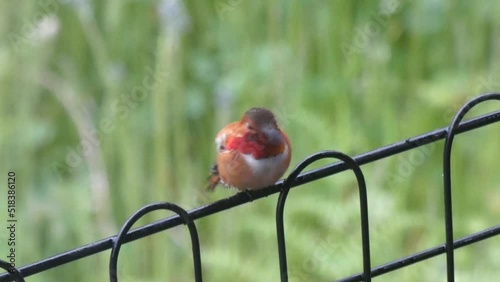 Hummingbird Male Rufous Perches, Preens Fluffs Feathers, Feet, Dries Self out of rain pouring down behind photo