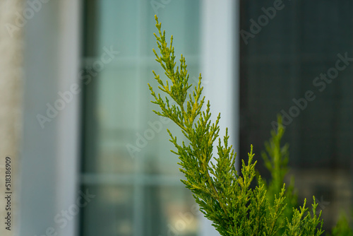 Close up of lemon cypress branch with window in the background. Cupressus Macrocarpa. Selective focus, noise effect and grainy texture.  photo