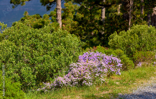 Fototapeta Naklejka Na Ścianę i Meble -  Lush landscape with colorful flowers and plant shrubs growing on a mountain on a sunny day outside. Swan river daisy or brachyscome iberidifolia foliage from the asteraceae species blooming in nature