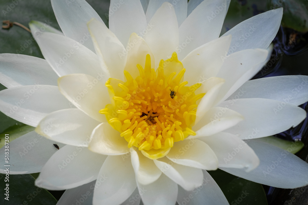 Water lily flower in Boboli botanical garden, Florence Water lily flower in Boboli botanical garden, Florence