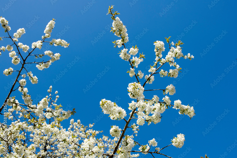 White cherry blossom flowers growing on a green branch in a home garden and isolated against blue sky with copy space. Texture detail and bunch of blossoming plants on sweet fruit tree in backyard White cherry blossom flowers growing on a green branch in a home garden and isolated against blue sky with copy space. Texture detail and bunch of blossoming plants on sweet fruit tree in backyard