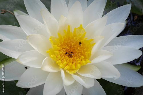 Water lily flower in Boboli botanical garden, Florence