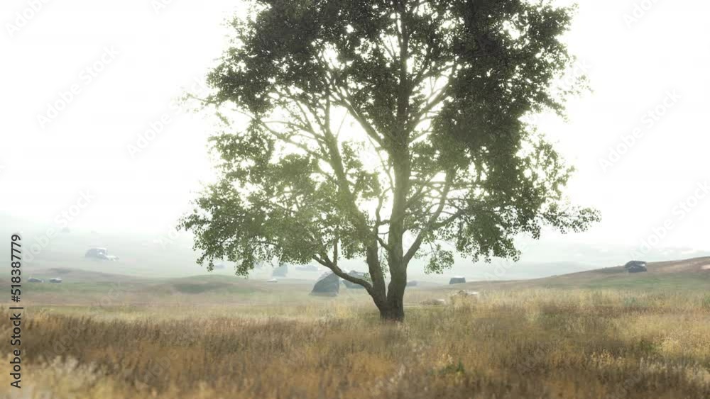iconic oak tree casts a long shadow into a golden hill
