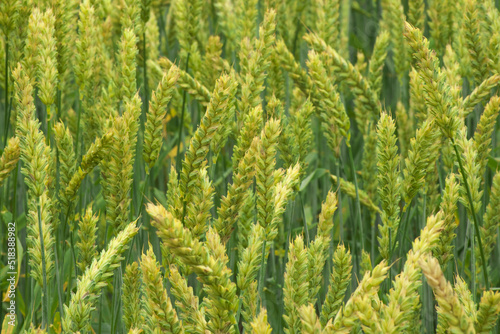 The green ears of cereal crops in the field . The wheat is earing.