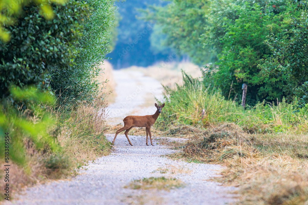 Fototapeta premium A young roebuck stands on a dirt road between bushes and looks at the camera
