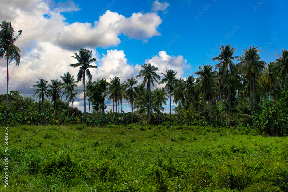 Landscape of palm trees and clouds on the island of Siquijor Philippines