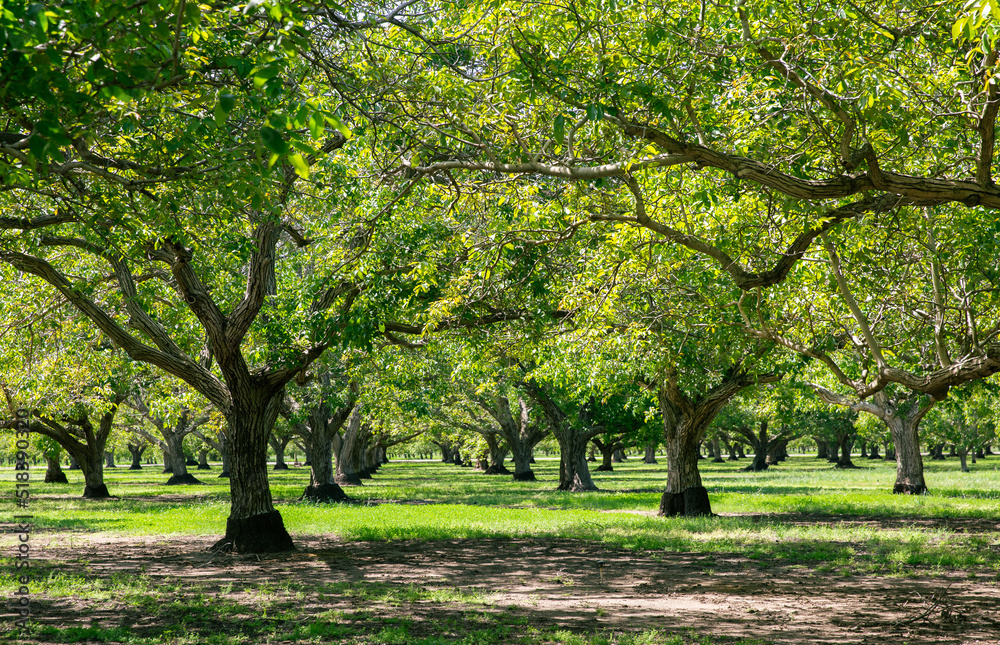 Walnut Groves of Northern California Stock Photo Adobe Stock