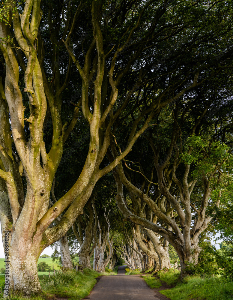 landscape view of the iconic The Dark Hedges in Northern Ireland landscape view of the iconic The Dark Hedges in Northern Ireland