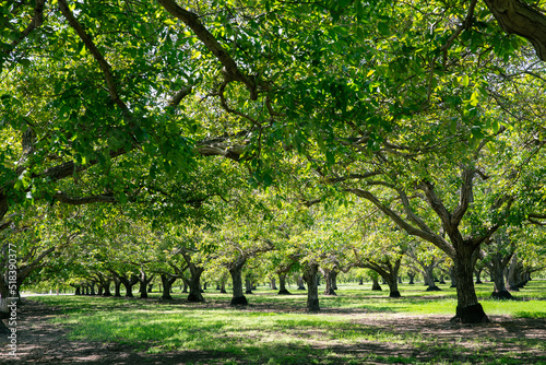 Walnut Groves of Northern California photo