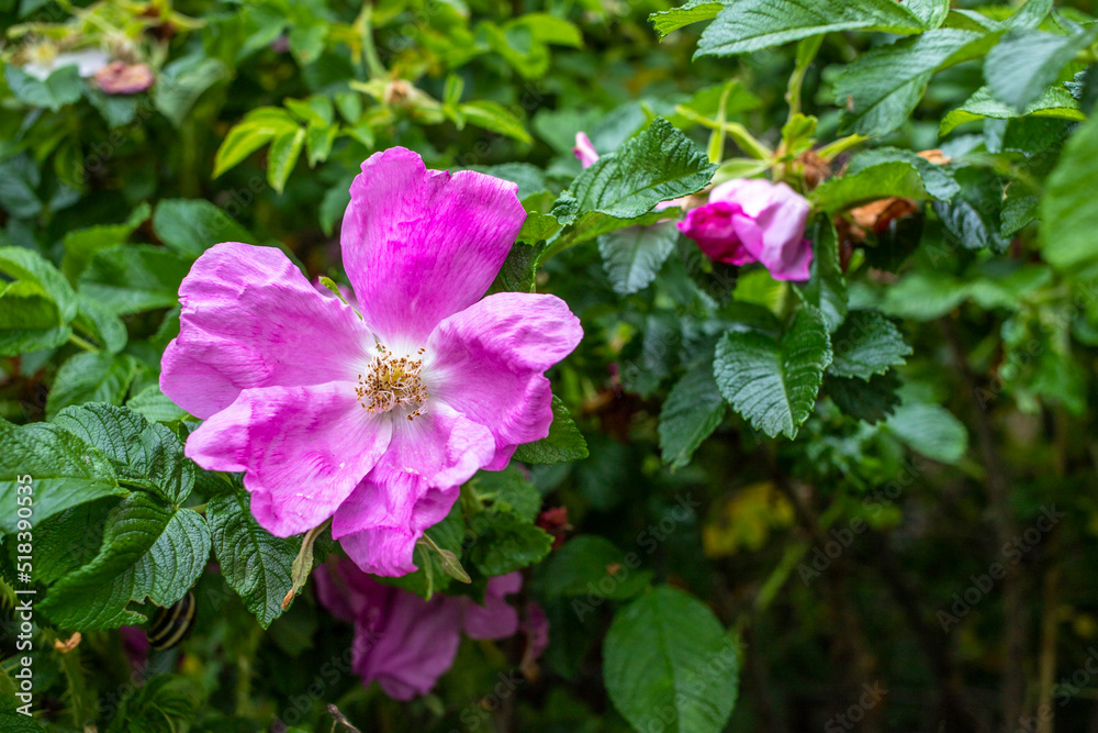 Rose hip flower in the garden against green leaves. Rose hip flower in the garden against green leaves.