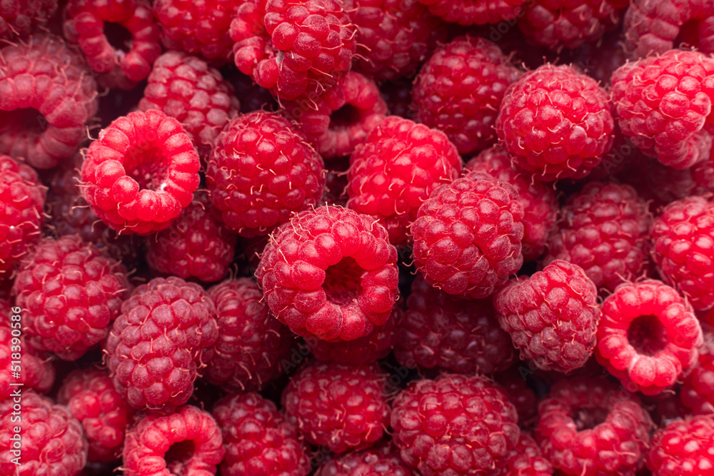 Collection of fresh red raspberries, juicy, colorful fruit background in full frame, selective focus