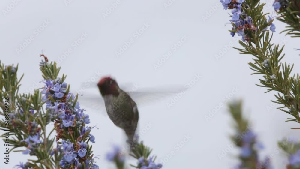 A male Anna's hummingbird briefly visits some rosemary flowers to look for nectar and or insects to eat.