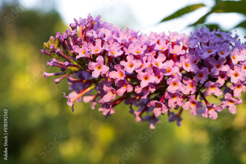 Closeup of buddleja davidii flower - butterfiy tree flower
 photo