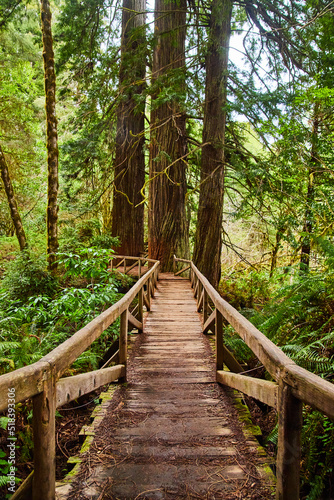 Wood bridge leading to Redwood trees in forest