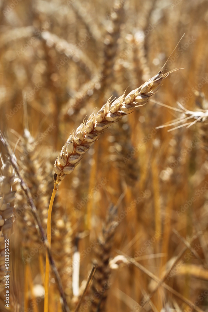 Fototapeta premium épi de blé dans un champ
