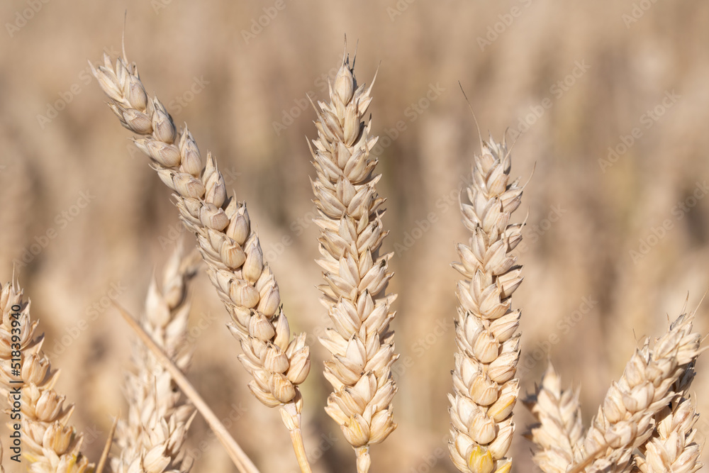 Three ripe ears of golden wheat grow side by side in a wheat field. The background is light. Three ripe ears of golden wheat grow side by side in a wheat field. The background is light.