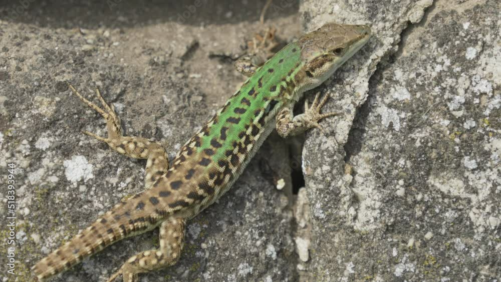 Italian wall lizard (Podarcis siculus) beautiful male basking on a rock Italian wall lizard (Podarcis siculus) beautiful male basking on a rock