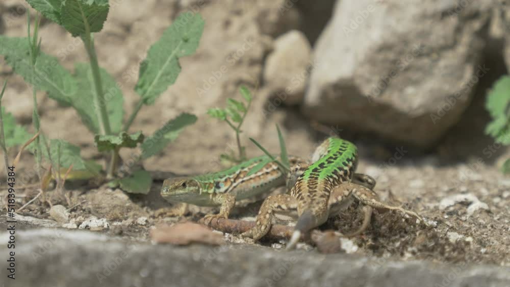 Italian wall lizard (Podarcis siculus) male immobilizing female for copulation, reptile couple mating behavior Italian wall lizard (Podarcis siculus) male immobilizing female for copulation, reptile couple mating behavior