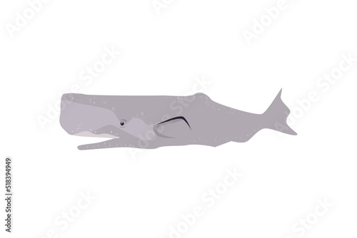 flat sperm whale