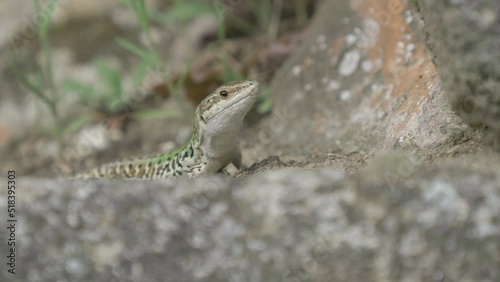 Close-up portrait of beautiful Italian wall lizard (Podarcis siculus) lying on a stone and basking