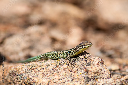 A lizard in the forest in the wild is basking in the sun on a stone.