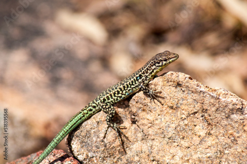 A lizard in the forest in the wild is basking in the sun on a stone.