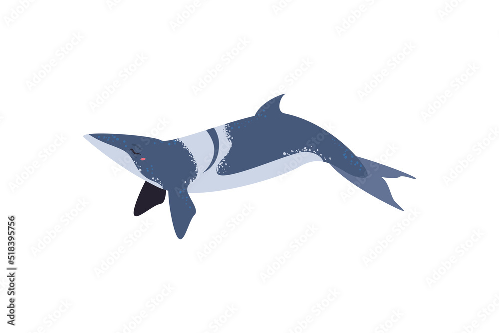 Fototapeta premium flat whale design
