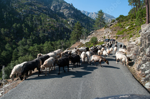 A herd of wild goats on a road on the island of Corsica photo