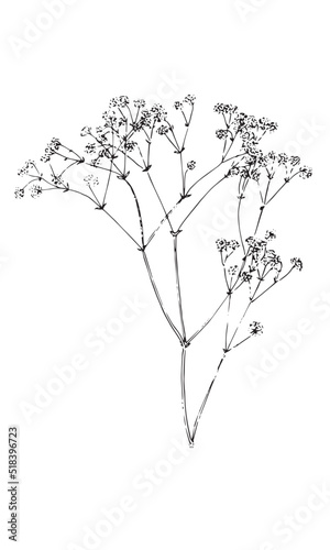 Dry grass collection. Vector illustration. Gypsophila. festive decoration template. feathery grass head plumes,
