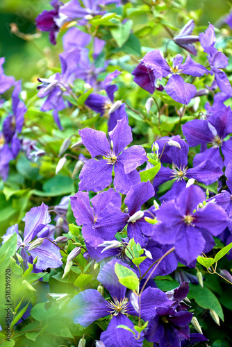 Colorful purple flowers growing in a garden on a sunny day. Closeup of beautiful virgins bower or italian leather plants from the clematis species with vibrant violet petals blossoming in spring