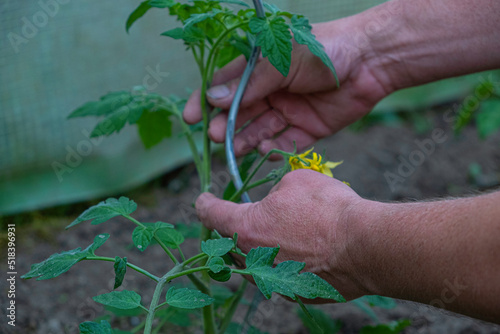 Growing tomatoes. Mans hand cuts off cuttings of tomatoes photo