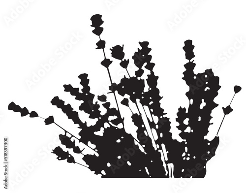 Dry grass collection. Vector illustration. Lavender. festive decoration template.