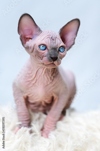 Hairless Canadian Sphynx kitten blue mink with white color with big blue eyes sitting on white carpet background. Front view of lovely domestic kitten.