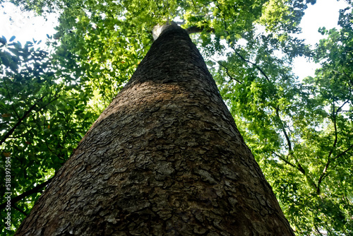 Collection of rare Indonesian tropical forest plants in the arboretum of Manggala wana bakti. 
Khaya Senegalensis Tree photo