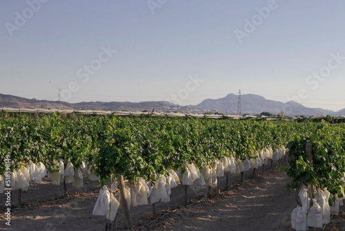 A harvest of grape vines bagged in the Vinalopo area, Monforte del cid, Alicante, Spain; with copy space