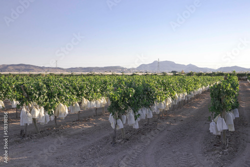A harvest of grape vines bagged in the Vinalopo area, Monforte del cid, Alicante, Spain