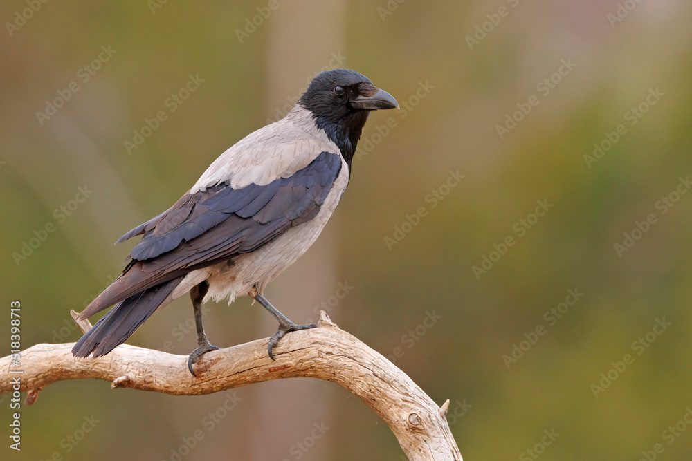 Wrona siwa (Corvus corone)