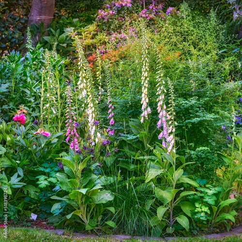 Colorful foxgloves growing and blooming in a botanical garden. Beautiful variety of flowering plants in a backyard in summer. Scenic landscaping of flowers and greenery in a public nature environment