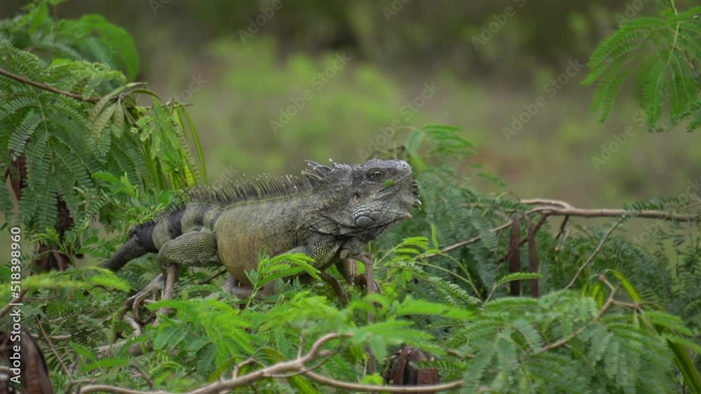 Slow Motion Of Wild Green Iguana Head Shaking Display Head In Tree Slow Motion Of Wild Green Iguana Head Shaking Display Head In Tree