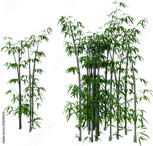 Front view of Plant (Bamboo 2) Tree illustration vector	
