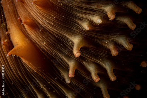 Sea Cucumber Feet photo