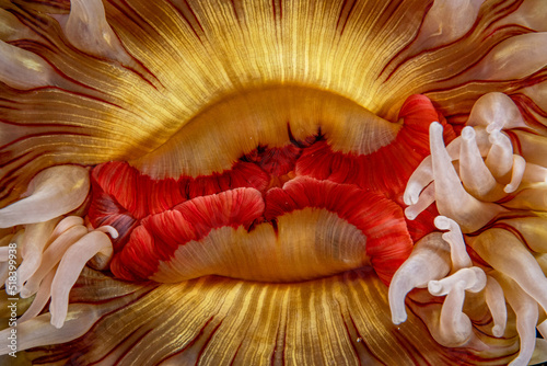 Rose Anemone photo