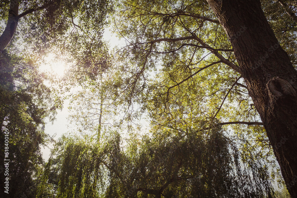 Obraz premium Sunlight through the trees