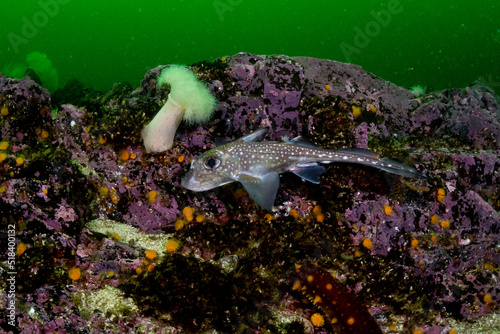 Spotted Ratfish