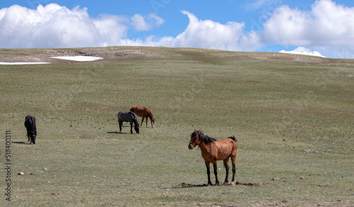 Wallpaper Mural Band of four wild horses under blue cloudy sky in the western United States Torontodigital.ca